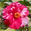 Gary's Red Variegated